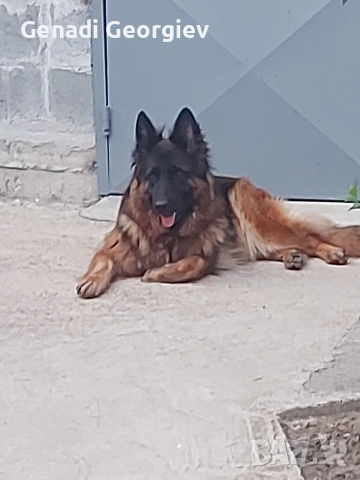 немски овчарки, снимка 4 - Други - 53292143