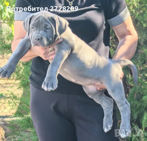 Американско Були Хл/American Bully XL , снимка 7 - Питбул - 55891222