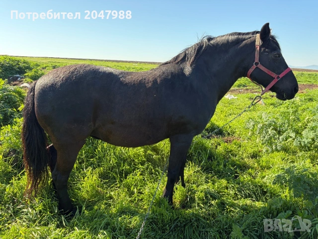 Кобила кон коне