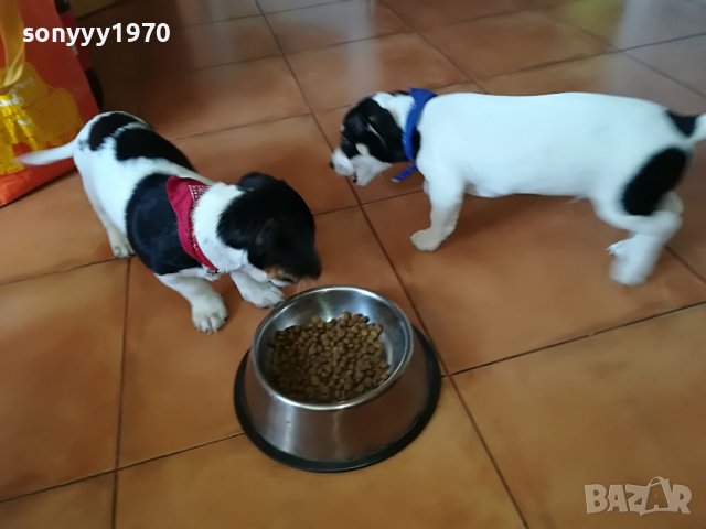 сладко кученце 2804221904, снимка 2 - Джак ръсел териер - 36594571
