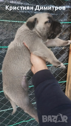 Продават се .Чистокръвни кангалчета ., снимка 13 - Кангал - 52367410