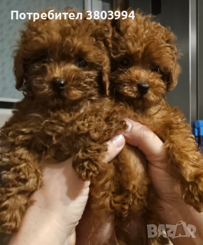 Червени той /Тий къп момиченца , снимка 2 - Пудели - 53934381