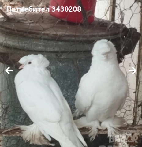 продавам гълъби