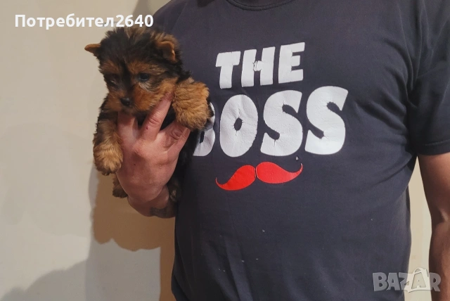 Йоркширски териер момче, снимка 2 - Йоркширски териер - 53221024