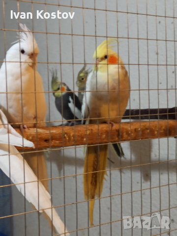 Продавам папагали Корели, снимка 7 - Папагали - 36359344