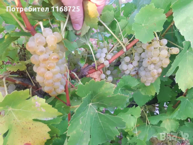 Мускат отонел стари лозя, снимка 3 - Сортови семена и луковици - 55840267