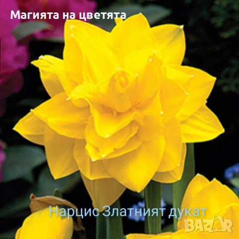 Кичести нарциси 10 сорта, снимка 5 - Градински цветя и растения - 51659641