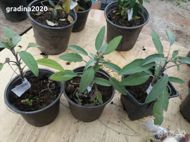 Салвия – растение с аромат и лечебна сила, снимка 4 - Разсади - 52507572