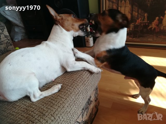 джакове в игра 1202211629, снимка 4 - Джак ръсел териер - 31788922