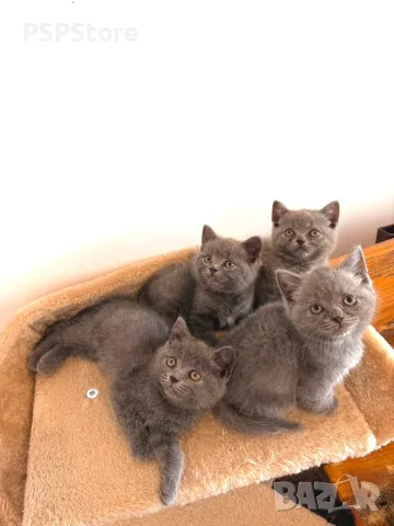 Британски котенца – 2 мъжки и 1 женско 🐱, снимка 2 - Британска късокосместа - 55802310