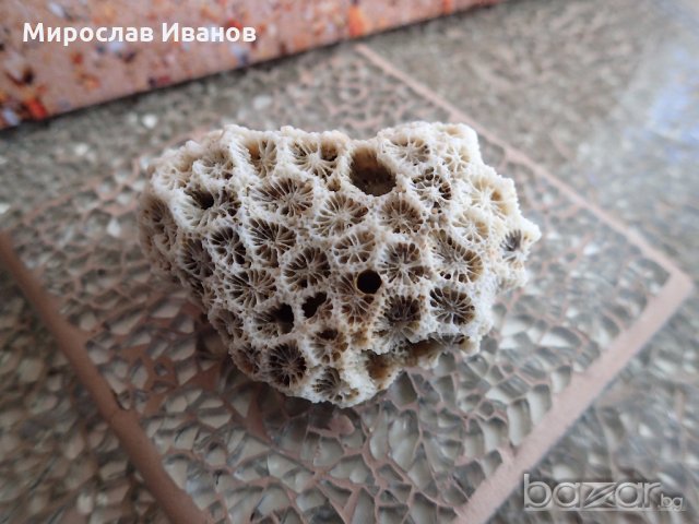екзотични корали / различни видове/ в Рибки в гр. Варна - ID18675290 ...