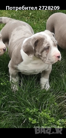 Американско Були ХЛ/American Bully XL , снимка 9 - Питбул - 44790848