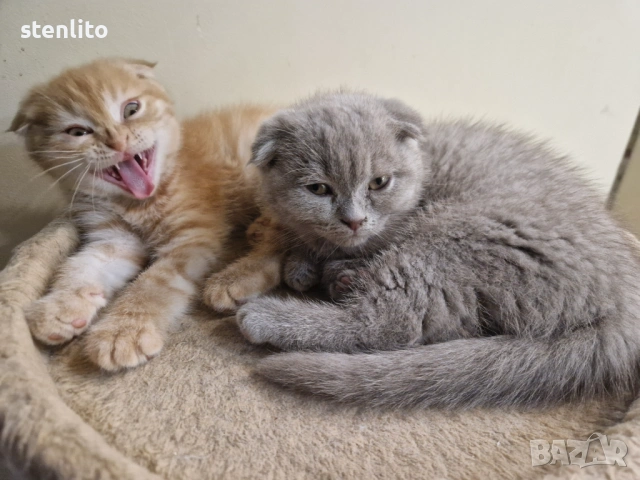 Шотландски котенца на 2 месеца