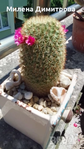 Кактус Мамилария, снимка 5 - Стайни растения - 50819984
