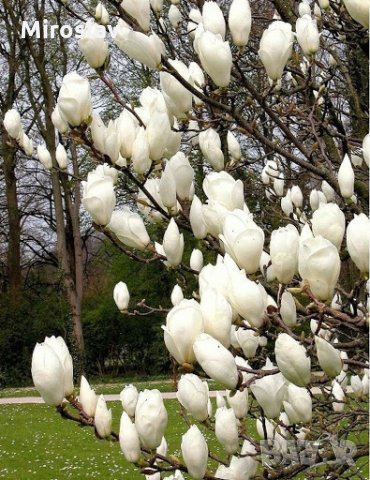 Магнолия Алба Суперба-(Alba Superba), снимка 4 - Градински цветя и растения - 32073391
