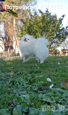 Померан Момче с Родословие , снимка 2 - Померан - 53691852