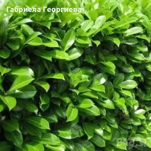 Лавровишна новита 