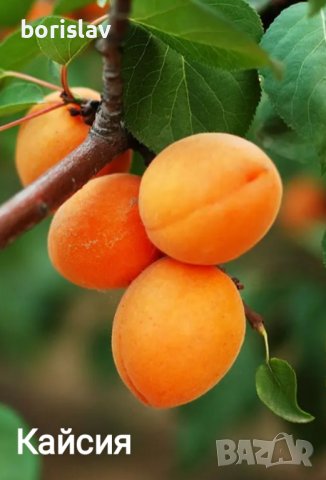 Продавам плодни дръвчета - праскови, кайсии, круши, ябълки, сливи, вишни, череши и дюли, снимка 3 - Градински цветя и растения - 42413795