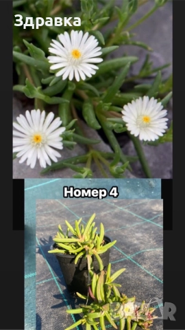 Делосперма 7 цвята , снимка 4 - Градински цветя и растения - 50675838