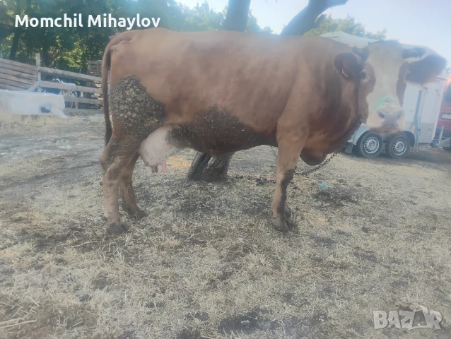 продавам крава , снимка 1