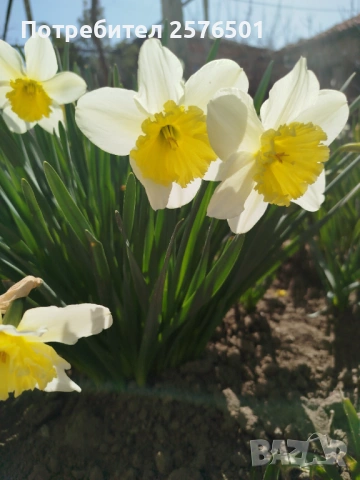 Продавам различни сортове нарциси и коледници, снимка 5 - Сортови семена и луковици - 54037499
