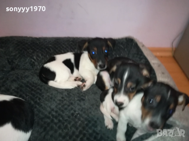 джак ръсел женски кутрета с паспорт и ваксина 1910251308, снимка 13 - Джак ръсел териер - 52105790