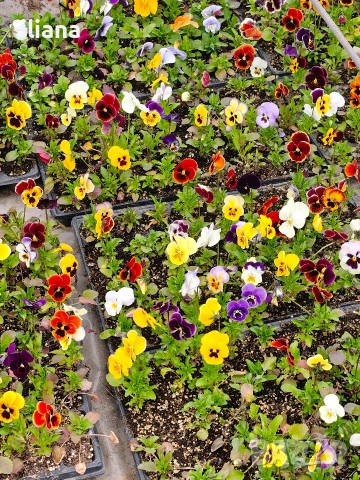 Продавам теменужки, снимка 5 - Градински цветя и растения - 54018865