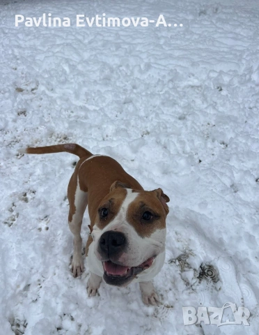 Спешно търси дом!, снимка 2 - Други - 53921948