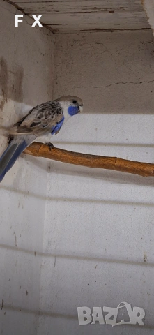 Penantovi rozeli, снимка 8 - Папагали - 54046521