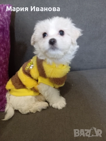 Малтийска болонка 