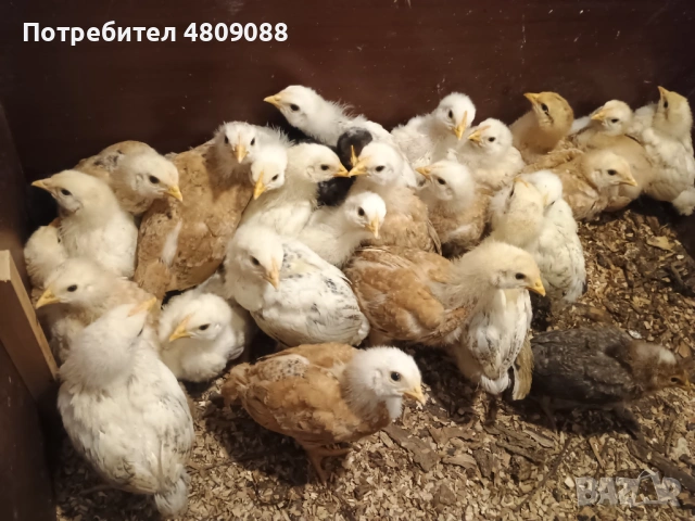 Пилета от селски кокошки