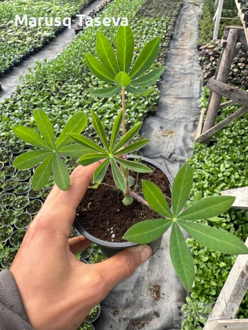 Лупина , снимка 4 - Градински цветя и растения - 54329533