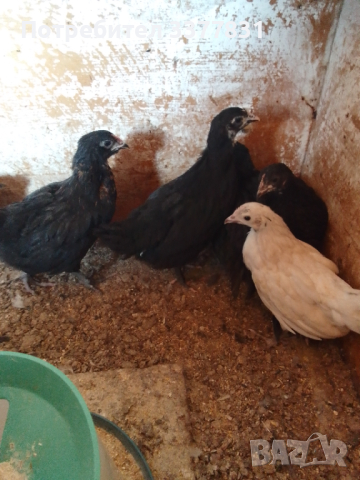 Пиленца на ден и на 1 месец, снимка 2 - Кокошки и пуйки - 44794318