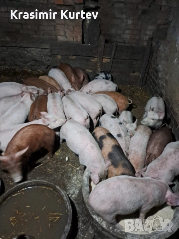 Малки Прасета бели и червени