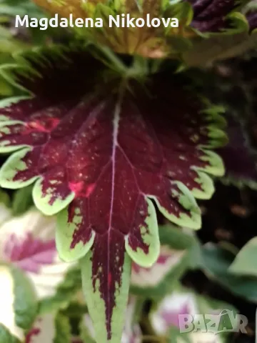 COLEUS (Копривки), снимка 6 - Разсади - 47509523