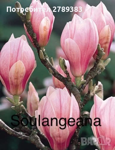 Магнолия, снимка 2 - Градински цветя и растения - 53073126