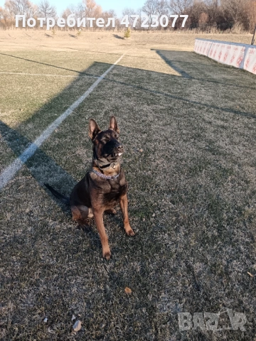 Белгийска овчарка малиноа. Чистокръвни. , снимка 4 - Белгийска овчарка - 53275554