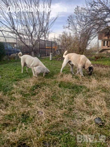 Турски Кангал , снимка 7 - Кангал - 52839191