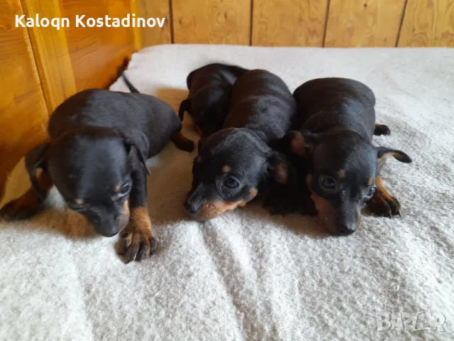 Продавам Сърнист Пинчер , снимка 3 - Пинчер - 49112069