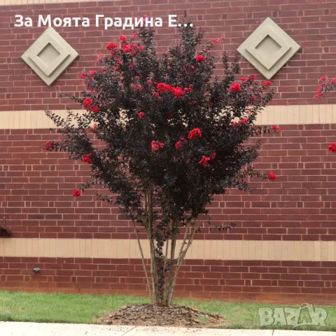 Индийски Люляк , снимка 6 - Градински цветя и растения - 49492727