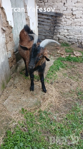 свободен пръч обл.шумен върбица 0897451767, снимка 3 - Кози - 54057127