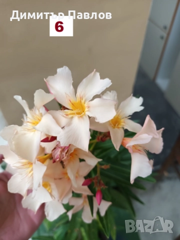 Зокуми,Олеандри,Лян, снимка 11 - Градински цветя и растения - 51546447