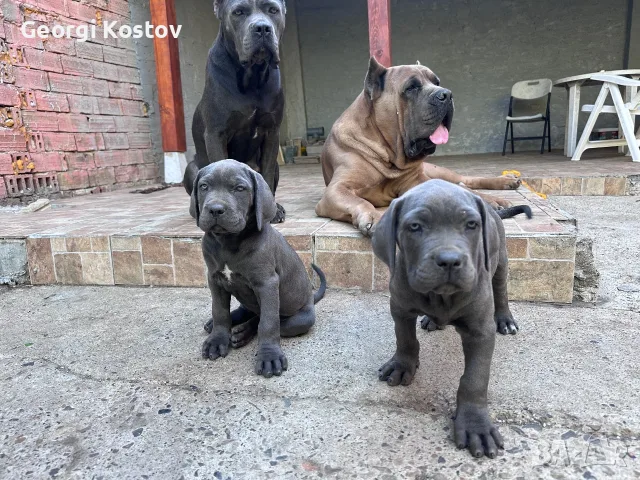 Кане Корсо Бебета