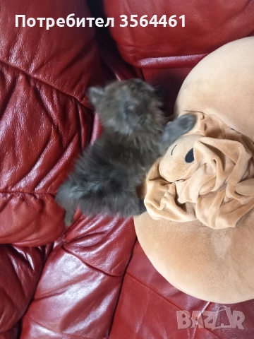 продавам персийско коте-мъжко, снимка 7 - Персийска - 52410928