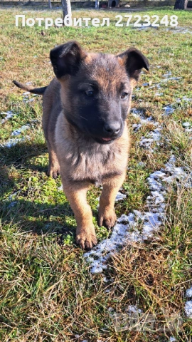 Кученце белгийска овчарка , снимка 8 - Белгийска овчарка - 53131948