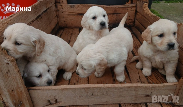 Голдън ретривър мъжки и женски, снимка 2 - Голдън ретривър - 53019010