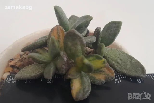 Адромисхус (Adromischus hemisphaericus variegated in yellow アドロミスクス　ヘミスファエリカス　黄斑), суку