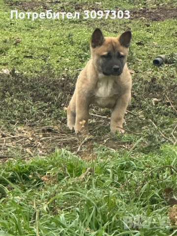 Белгийска овчарка Малиноа