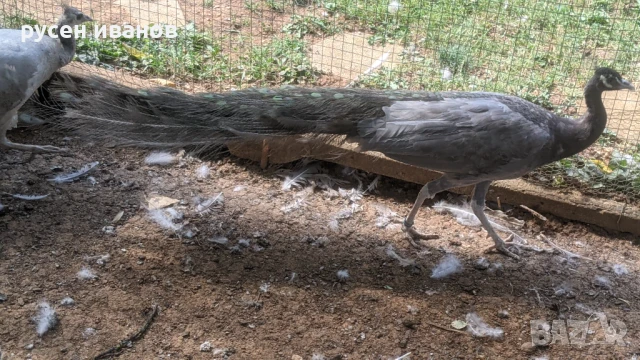 пауни 1и3 години, снимка 2 - други­ - 51169752