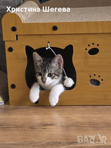 Подарявам две мъжки котета, снимка 1